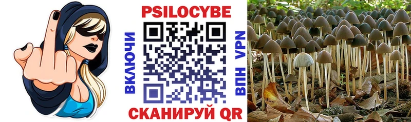 где купить   Южноуральск  Псилоцибиновые грибы Psilocybe 